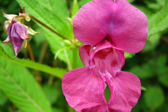 I fiori della balsamina