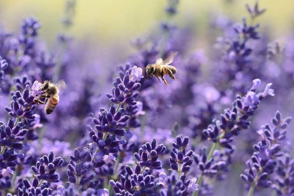lavanda
