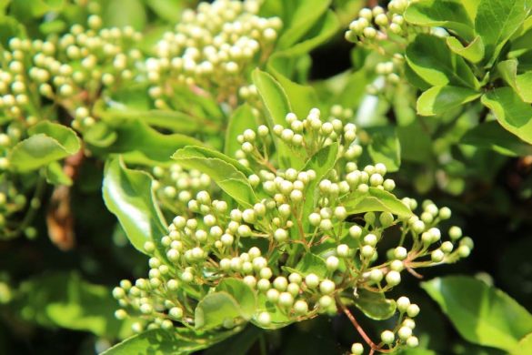 pyracantha