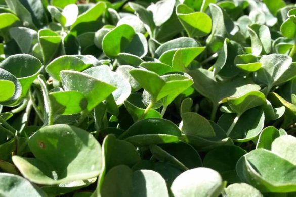 dicondra - Dichondra repens - prato