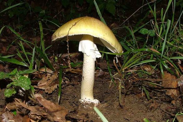 amanita falloide - Amanita phalloides
