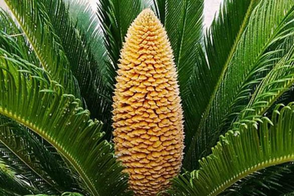palma nana - cycas