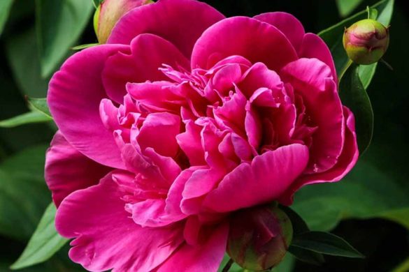 peonia significato