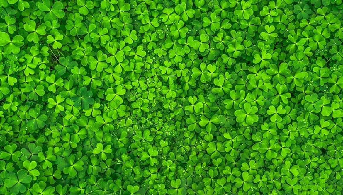 trifoglio nano - trifoglio nanissimo