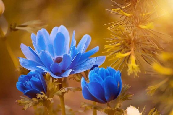 Anemoni fiore - Anemone