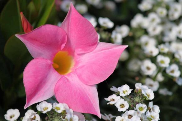 dipladenia o Mandevilla