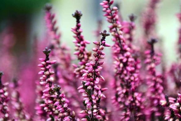erica pianta sempreverde
