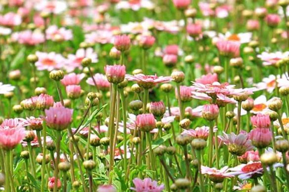 fiorellini primaverili