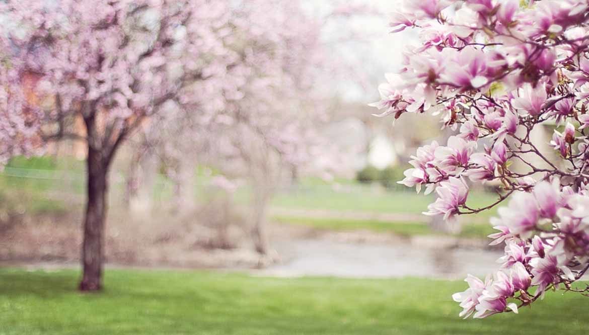 magnolia