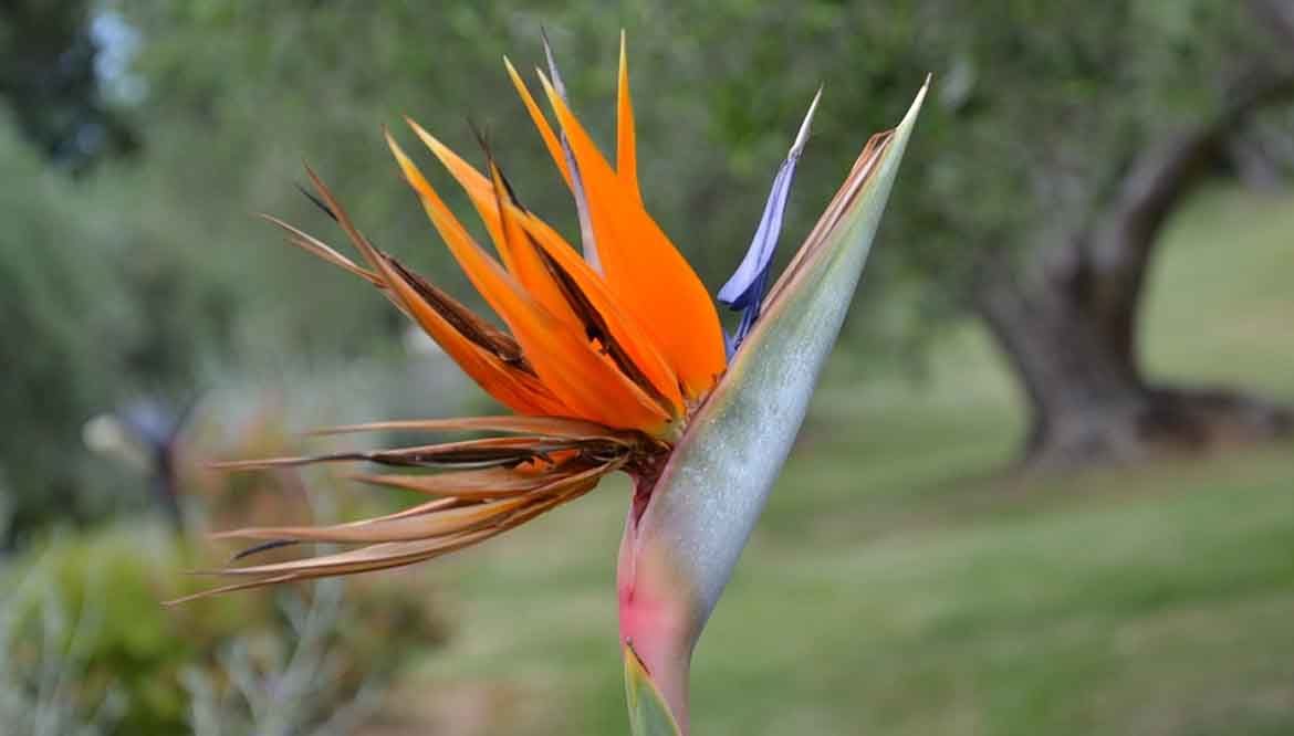 Sterlizia o Strelitzia