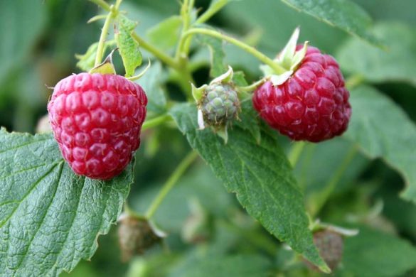 coltivazioni lamponi