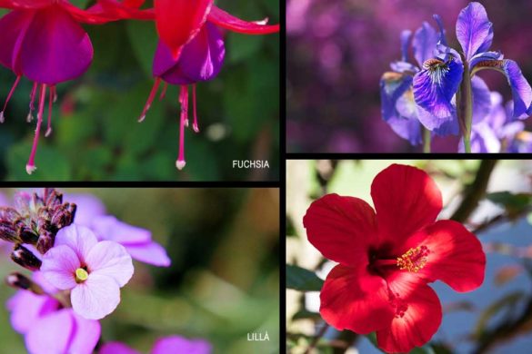 fuchsia, iris, lilla ,ibisco
