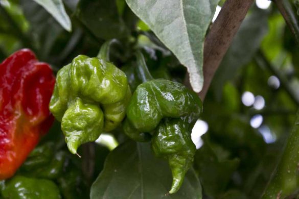 Peperoncino Scorpion - Trinidad Scorpion