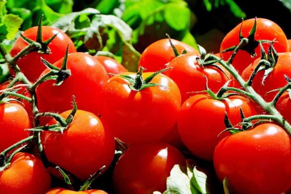 coltivare pomodori - pomodori