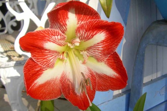 amarillide-amaryllis