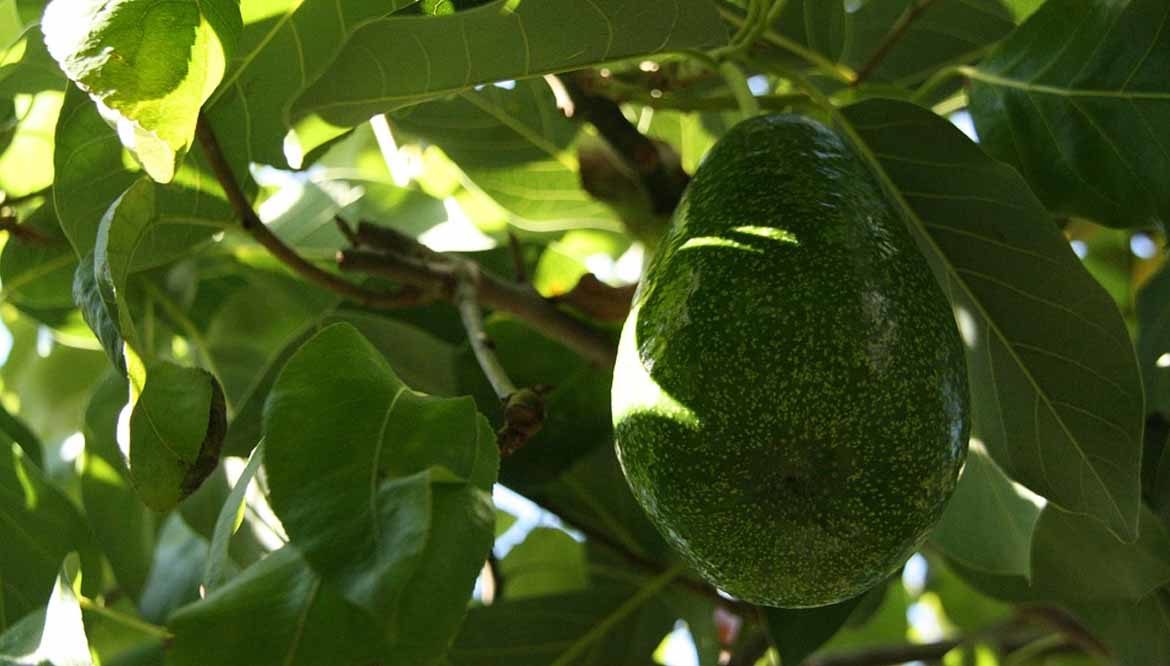avocado pianta