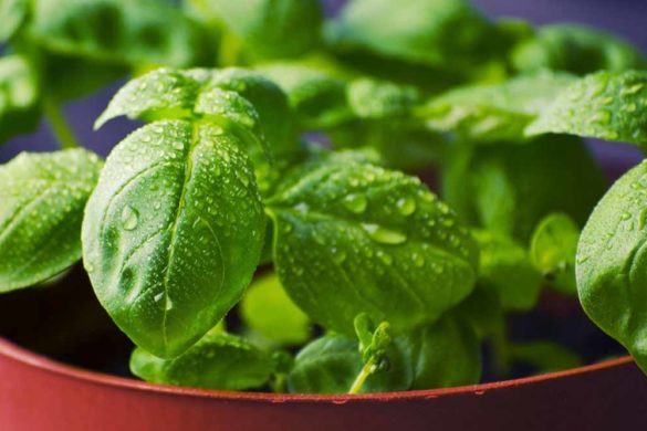 erbe aromatiche