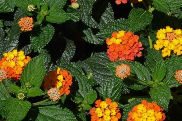 lantana camara
