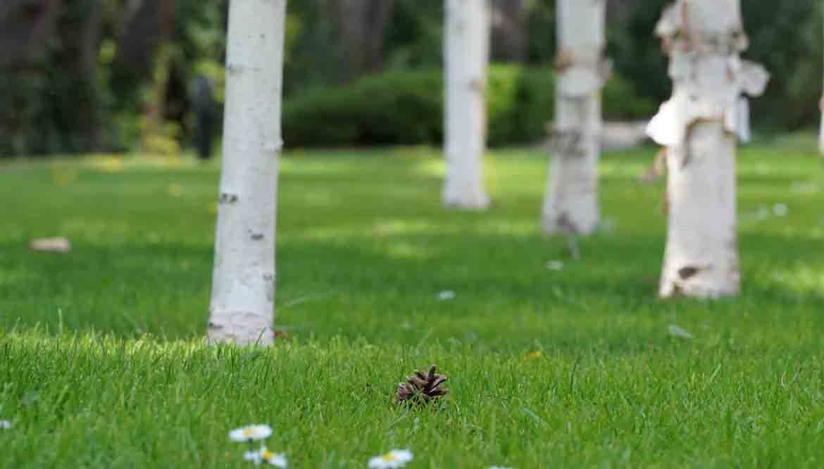 prato perfetto come ottenerlo semi e concimi