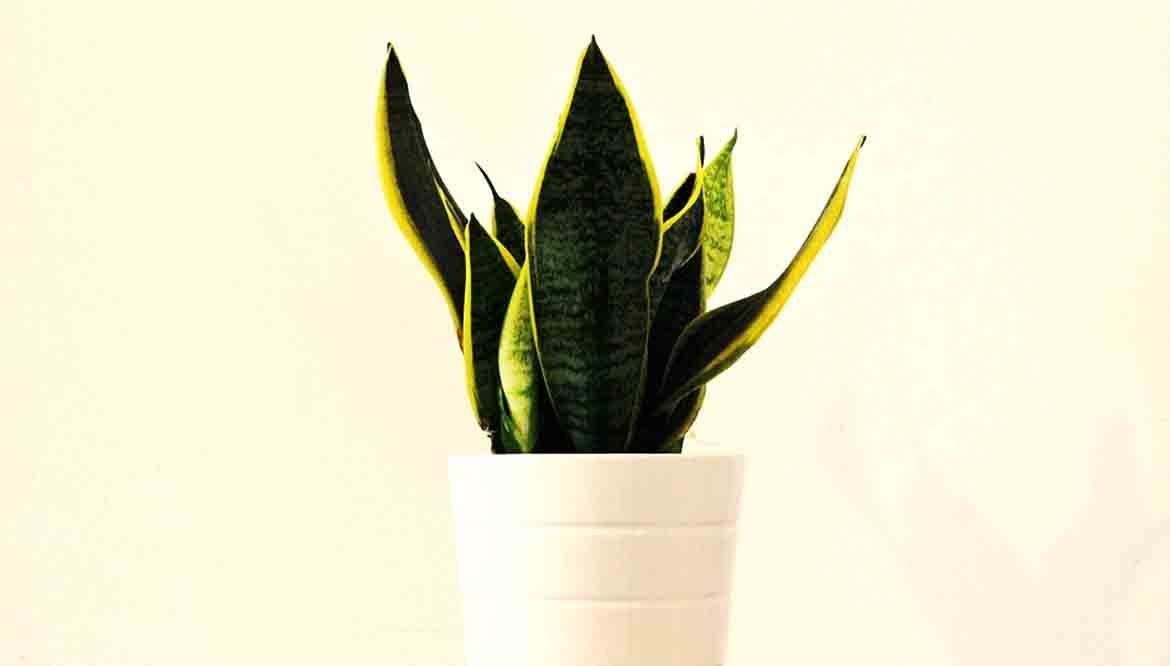Sansevieria o lingua di suocera