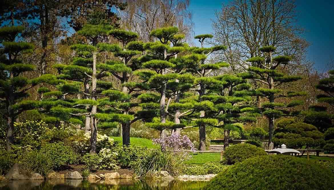 cedri alberi sempreverdi