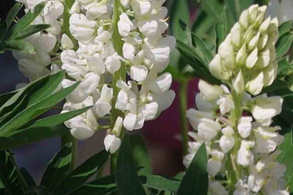 lupino pianta - legume