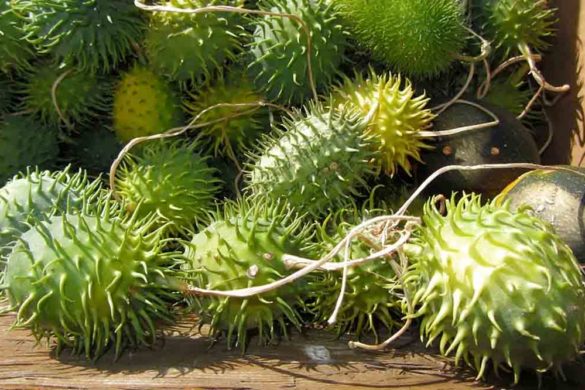 zucchina spinosa