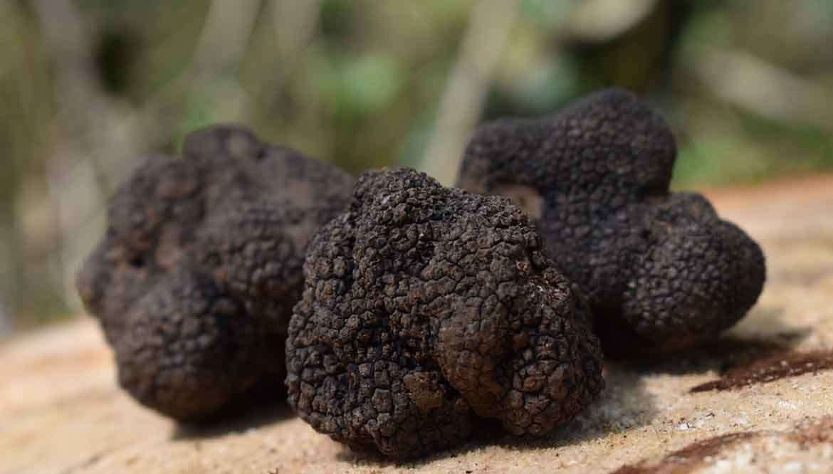 coltivazioni tartufi