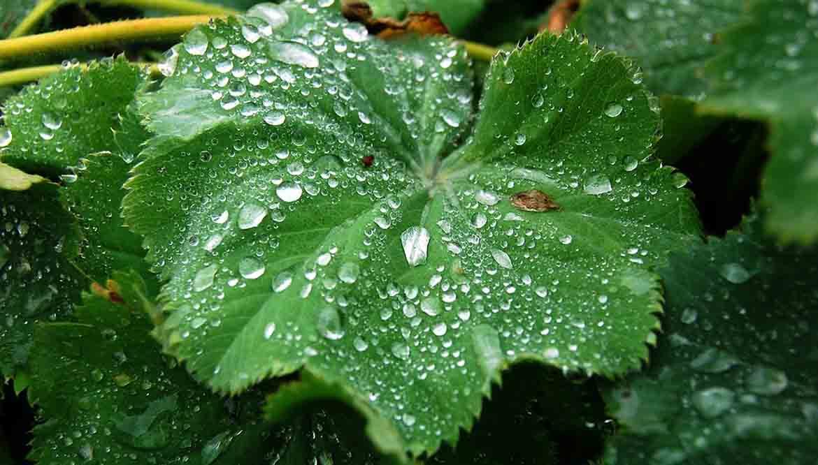 alchemilla