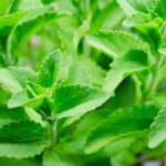 Stevia: pianta dalle proprietà dolcificanti