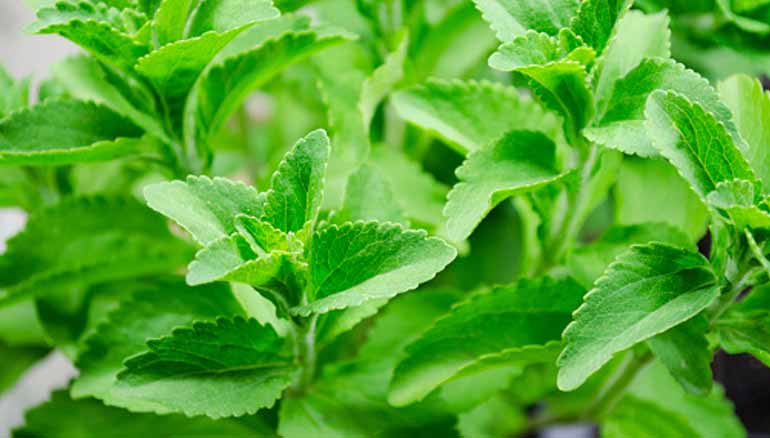 Stevia: pianta dalle proprietà dolcificanti