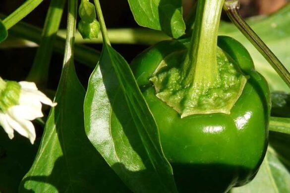 Piantine di peperone: come coltivare questo ortaggio succulento