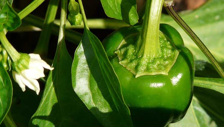 Piantine di peperone: come coltivare questo ortaggio succulento
