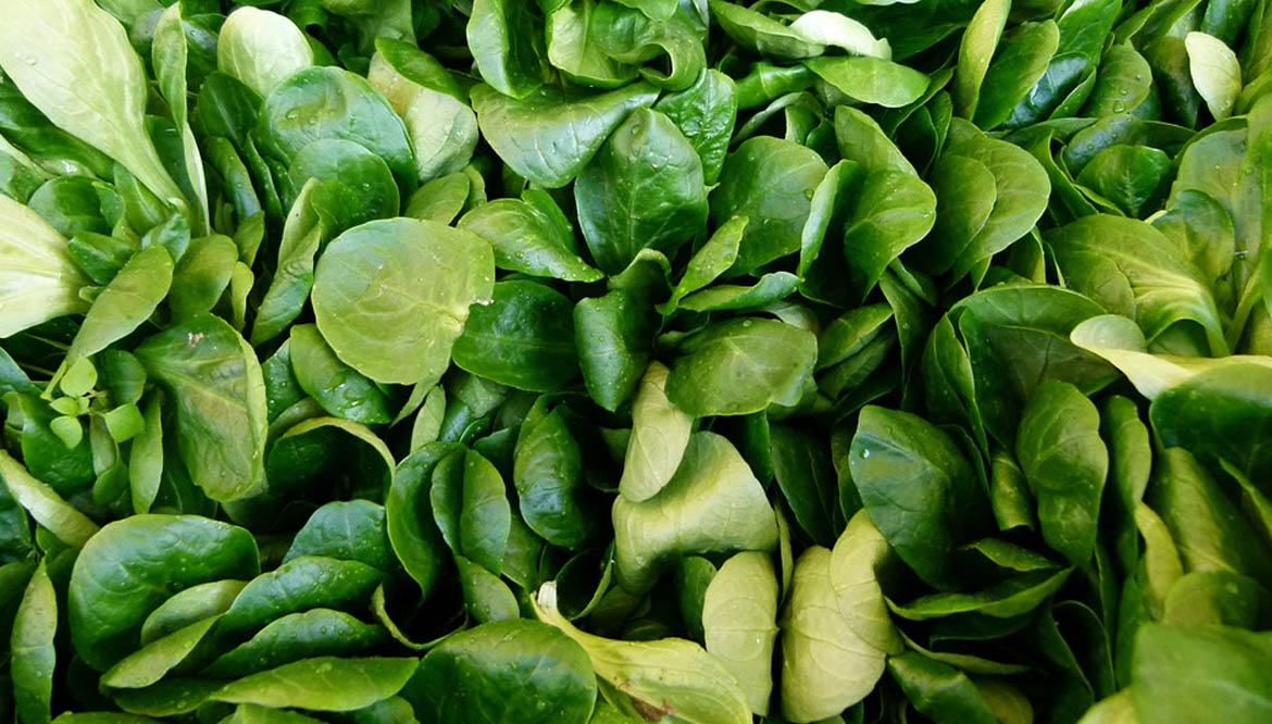 Valeriana insalata: cos'è, come coltivarla e perché mangiarla