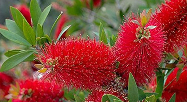 Callistemon