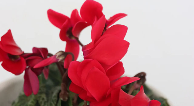 Cyclamen persicum