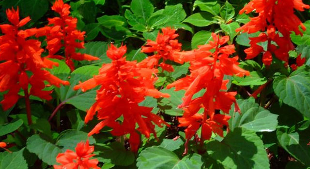Salvia splendens