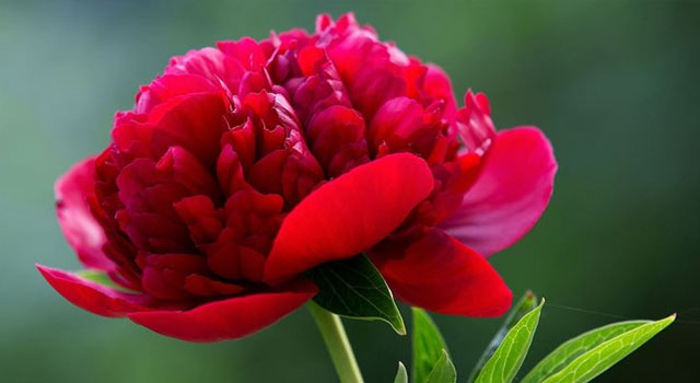 Peonia